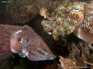 Cuttlefish. by Bea & Stef Primatesta 